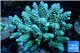 Acropora Walt Disney golden purple blue 7-12 cm WYSIWYG acclimaté