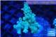 Acropora green 2-4 cm WYSIWYG acclimaté