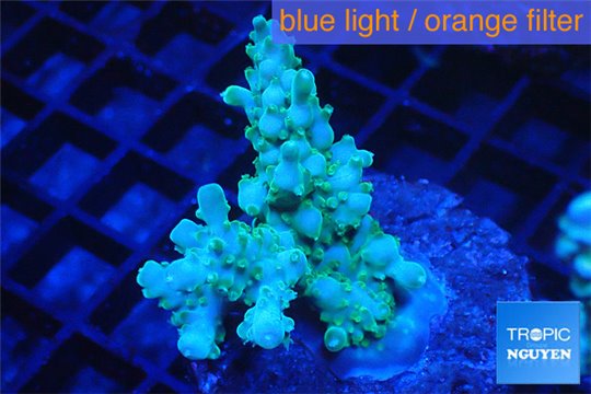 Acropora green 2-4 cm WYSIWYG acclimaté