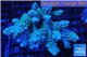 Acropora Australia premium 9-12 cm WYSIWYG acclimaté