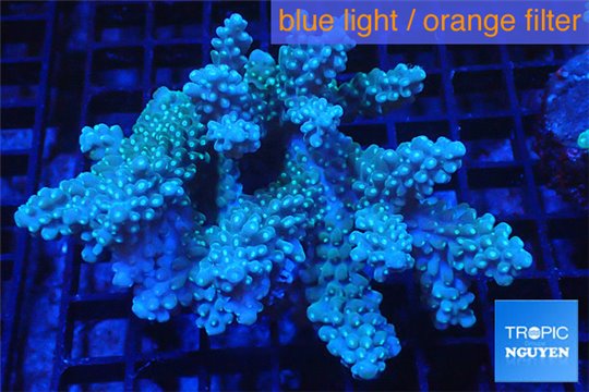 Acropora Australia premium 9-12 cm WYSIWYG acclimaté