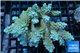 Acropora Australia premium 9-12 cm WYSIWYG acclimaté