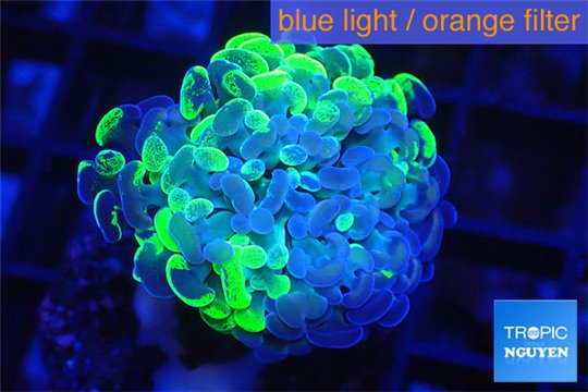 Euphyllia paraancora reverse green 3-5 cm WYSIWYG acclimaté