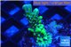 Montipora green purple 2-4 cm WYSIWYG acclimaté