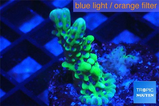 Montipora green purple 2-4 cm WYSIWYG acclimaté