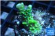 Montipora green purple 2-4 cm WYSIWYG acclimaté