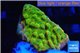 Montipora kung pao phoenix 2-3 cm WYSIWYG acclimaté