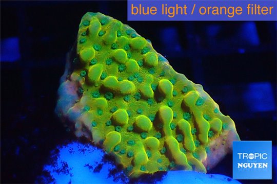 Montipora kung pao phoenix 2-3 cm WYSIWYG acclimaté