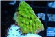 Montipora kung pao phoenix 2-3 cm WYSIWYG acclimaté