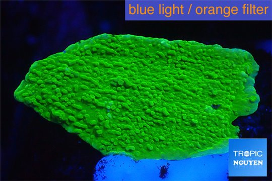 Montipora capricornis green 2-3 cm WYSIWYG acclimaté