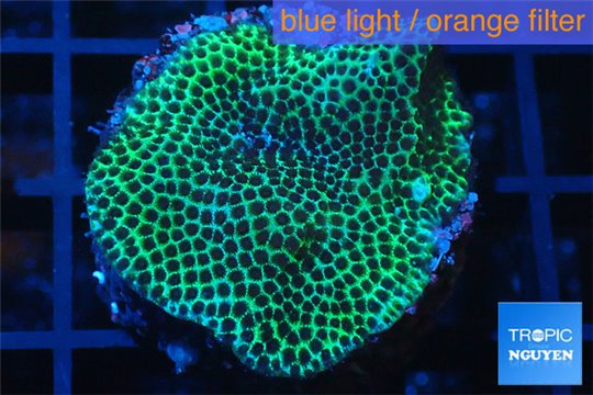 Porites green 3-4 cm WYSIWYG acclimaté
