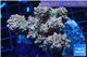 Acropora microclados pink Indonesia premium 8-12 cm WYSIWYG acclimaté