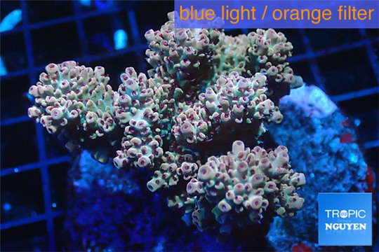 Acropora microclados pink Indonesia premium 8-12 cm WYSIWYG acclimaté