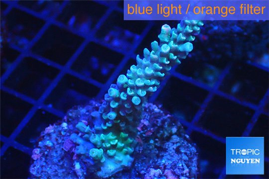 Acropora green 3-4 cm WYSIWYG acclimaté