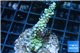 Acropora green 3-4 cm WYSIWYG acclimaté