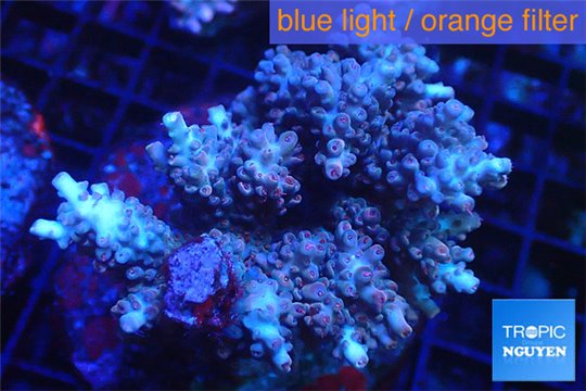 Acropora microclados pink Indonesia premium 8-12 cm WYSIWYG acclimaté