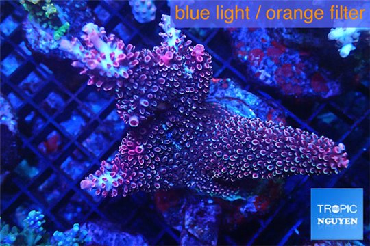 Acropora robusta pink Indonesia premium 7-11 cm WYSIWYG acclimaté