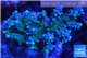 Acropora green purple 8-12 cm WYSIWYG acclimaté