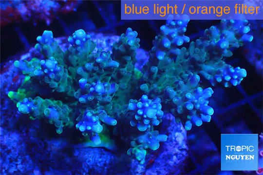 Acropora green purple 8-12 cm WYSIWYG acclimaté