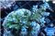 Acropora green purple 8-12 cm WYSIWYG acclimaté