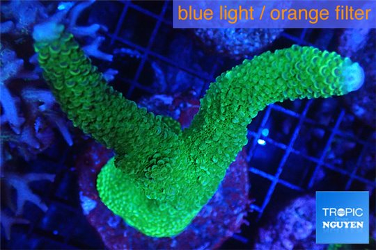 Acropora robusta green Indonesia 8-11 cm WYSIWYG acclimaté