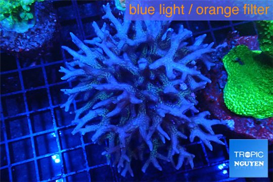 Acropora green 3-4 cm WYSIWYG acclimaté