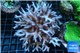 Acropora green 3-4 cm WYSIWYG acclimaté