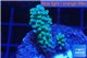 Acropora green 3-4 cm WYSIWYG acclimaté