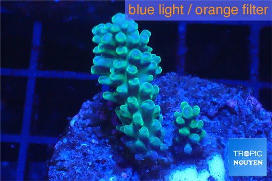 Acropora green 3-4 cm WYSIWYG acclimaté