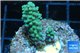 Acropora green 3-4 cm WYSIWYG acclimaté