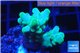 Acropora green 3-4 cm WYSIWYG acclimaté