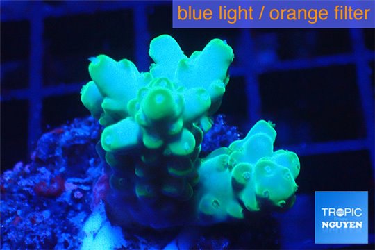 Acropora green 3-4 cm WYSIWYG acclimaté