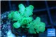 Acropora green 3-4 cm WYSIWYG acclimaté