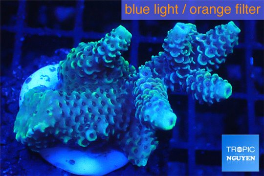 Acropora millepora 3-5 cm WYSIWYG acclimaté