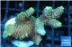 Acropora millepora 3-5 cm WYSIWYG acclimaté