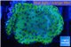 Montipora blue polyps Fijii 3-4 cm WYSIWYG acclimaté