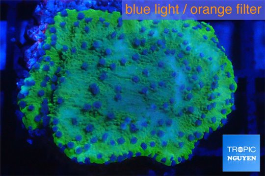 Montipora blue polyps Fijii 3-4 cm WYSIWYG acclimaté