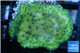 Montipora blue polyps Fijii 3-4 cm WYSIWYG acclimaté