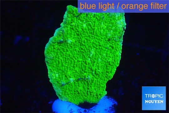 Montipora capricornis green 2-3 cm WYSIWYG acclimaté