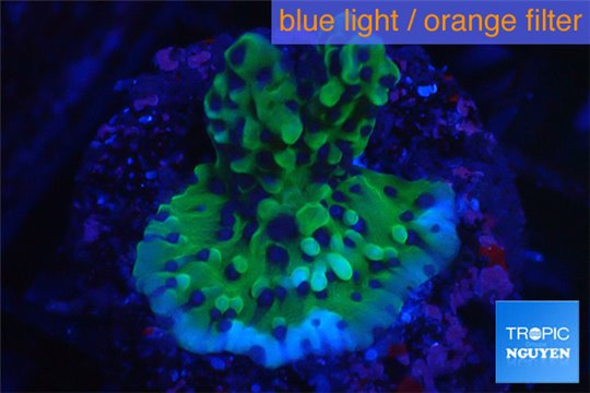 Montipora green purple 2-3 cm WYSIWYG acclimaté