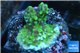 Montipora green purple 2-3 cm WYSIWYG acclimaté