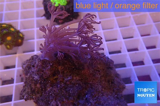 Xenia long polyps 4-6 cm WYSIWYG acclimaté