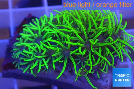 Pachyclavularia full neon green 2-4 cm WYSIWYG acclimaté