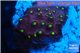 Leptastrea red & yellow polyps 2-4 cm WYSIWYG acclimaté