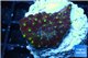 Leptastrea red & yellow polyps 2-4 cm WYSIWYG acclimaté