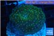 Discosoma green & blue spot 1 polyp WYSIWYG acclimaté