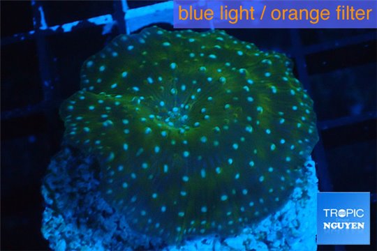 Discosoma green & blue spot 1 polyp WYSIWYG acclimaté