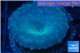 Discosoma blue 1 polyp WYSIWYG acclimaté