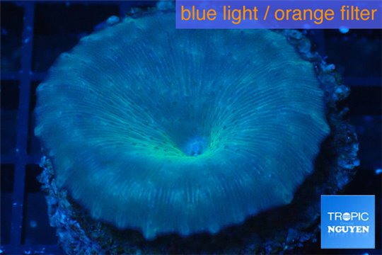 Discosoma blue 1 polyp WYSIWYG acclimaté