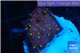 Leptastrea red & yellow polyps 2-4 cm WYSIWYG acclimaté